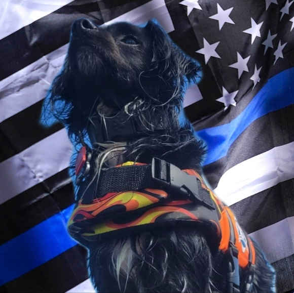 🐾Signed LT Toby Sticker🐾 - Picture 2 of 13